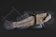 150109_Redigobius-balteatus_Rhinogrundel_01