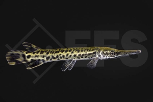 150113_Atractosteus-spatula_Alligator-Knochenhecht_01