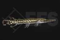 150113_Atractosteus-spatula_Alligator-Knochenhecht_01