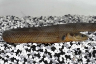 150116_Erpetoichthys-calabaricus_Floesselaal_01