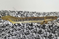150120_Polypterus-retropinnis_Westafrika-Floesselhecht_01