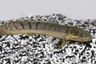 150121_Polypterus-weeksii_01