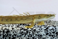150123_Polypterus-congicus_Kongo-Floesselhecht_01