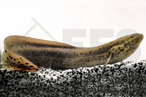 150125_Protopterus-annectens_Afrikanischer-Lungenfisch_01