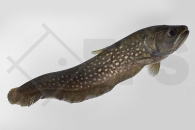 150126_Papyrocranus-afer_Afrikanischer-Faehnchenmesserfisch_01