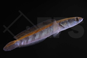 150129_Channa-maruliodes_red-sampit_01