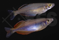 150133_Melanotaenia-spec_Meyado-Village_01