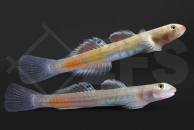 150134_Lentipes-ikeae_Blaubauch-Neongrundel_01