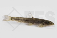 150152_Homalopterula-gymnogaster_Sumatra-Flossensauger_02