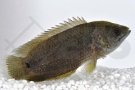 150154_Ctenopoma-Kingslae_Schwanzfleck-Buschfisch_01