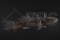 150176_Eleotris-fusca_Dunkelschlaefer_01