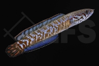 150177_Channa-bleheri_Regenbogen-Schlangenkopf_01