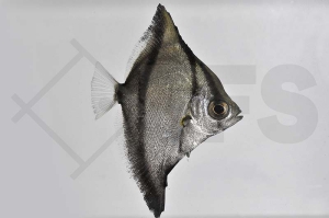 150178_Monodactylus-sebae_Sebae-Flossenblatt_01