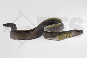 150184_Gymnothorax-tile_Suesswassermuraene_01