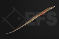 150192_Enneacampus-ansorgii_Kleine-Suesswassernadel_01