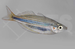 150196_Chilatherina-bleheri_Blehers-Regenbogenfisch_01