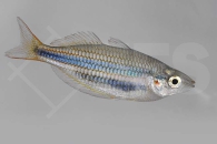 150196_Chilatherina-bleheri_Blehers-Regenbogenfisch_01