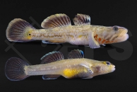 150203_Rhinogobius-spec_Vietnam_01