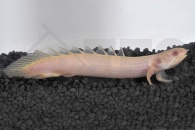 150207_Polypterus-senegalus_Senegal-Floesselhecht-albino_01
