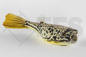 150220_Tetraodon-mbu_Goldringelkugelfisch_01