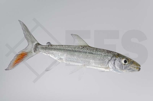 150224_Hydrocynus-goliath_Riesen-Tigersalmler_01