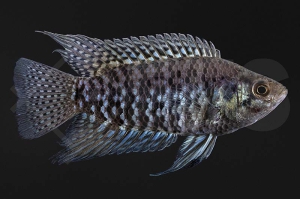 150225_Microctenopoma-fasciolatum_Gebaendeter-Buschfisch_02