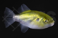 150230_Auriglobus-modestus_Goldkugelfisch_01