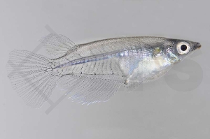 150250_Oryzias-javanicus_Java-Reiskaerpfling_01