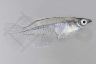 150250_Oryzias-javanicus_Java-Reiskaerpfling_01