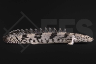 150251_Polypterus-endlicheri_Endlichers-Floesselhecht_01