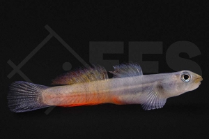 150264_Sicyapus-exallisquamulus_Lippenstiftgrundel_01