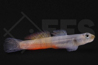 150264_Sicyapus-exallisquamulus_Lippenstiftgrundel_01