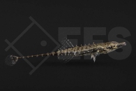 150304_Indostomus-paradoxus_Burma-Stichling_01