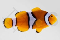 m10185_Amphiprion-percula_Echter-Clownfisch_Orange_01