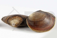 1400487_Anodonta-cygnea_Mammut-Muschel_01