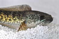 150322_Channa-aurantimaculata_Goldcobra-Schlangenkopf_01