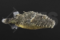 150336_Tetraodon-baileyi_Fetzenkugelfisch_01