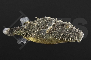 150336_Tetraodon-baileyi_Fetzenkugelfisch_01