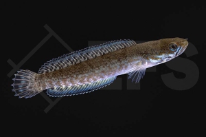 150338_channa-andrao_Neonblauer-Zwergschlangenkopf_01