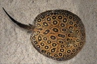 150339_Potamotrygon-jabuti-pearl_Perlenrochen_01