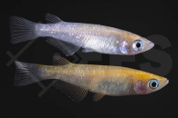 150350_Oryzias-latipes_Medaka_blue_01