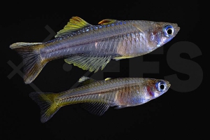 150354_Pseudomugil-ivantsoffi_Ivantsoffs-Blauauge_01