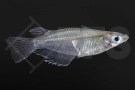 150355_Oryzias-dancena_Indien-Reisfisch_01