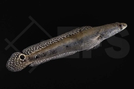 150372_Channa-marulius_Kobra-Schlangenkopffisch_01