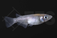 150377_Oryzias-latipes_Medaka_sparkled-blue_01