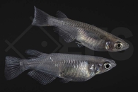 150378_Oryzias-latipes_Medaka_sparkled-grey_01