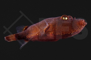 150384_Tetraodon-miurus_Brauner-Kofferkugelfisch_rot_02_02