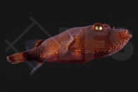 150384_Tetraodon-miurus_Brauner-Kofferkugelfisch_rot_02_02