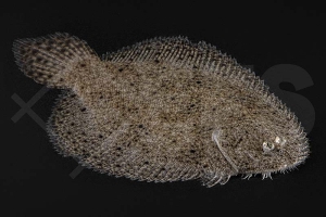 150386_Hypoclinemus-mentalis_Peru-Suesswasserflunder_01