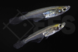 150388_Oryzias-minutillus_Zwergreisfisch_01